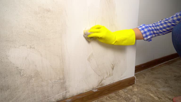 Trusted Oskaloosa, IA Mold Inspection, Removal & Remediation Experts